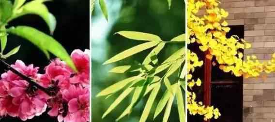 香椿树在风水上的说法 竹子护宅，香椿辟邪，你家的植物风水对吗？