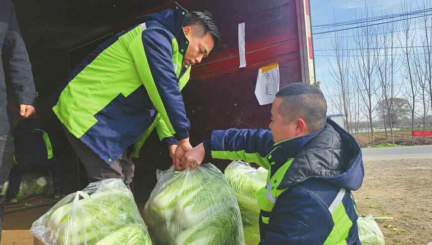 10至30天收成的菜 天寒心暖 济南多方伸出援手帮助菜农销售丰产大白菜