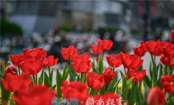 济南鲜花网 济南： 鲜花扮靓济南街头