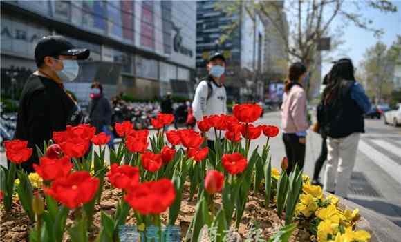 济南鲜花网 济南： 鲜花扮靓济南街头