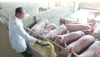 一头猪到出栏成本多少 每卖出一头猪赔200元 济南养殖户“割肉”卖猪