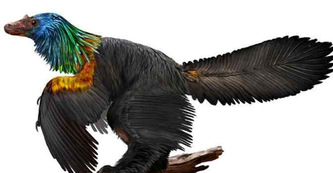 彩虹翅膀 炫酷!亿年前彩虹恐龙长这样 羽毛鲜艳如蜂鸟光线下闪闪发光美翻
