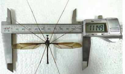 米卡多 比脸长比脸宽！成都现翅展达11.15厘米巨型蚊子 幸好它吃素