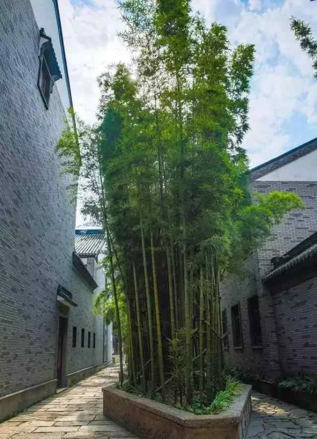 香椿树在风水上的说法 竹子护宅，香椿辟邪，你家的植物风水对吗？