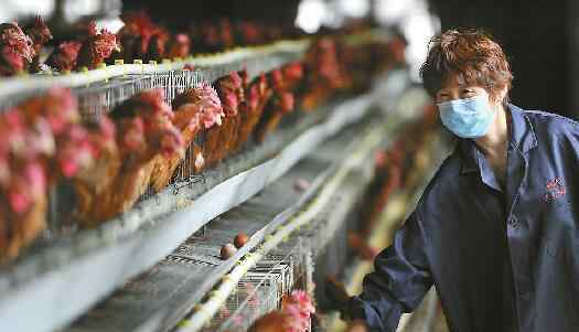 肉食鸡养殖 鸡因蛋贱“生不如死” 有养殖户十多天不喂食控成本