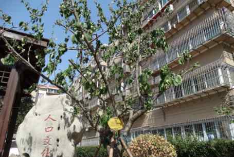 草遛社区2017 社区植物“居民”有“身份证”啦!