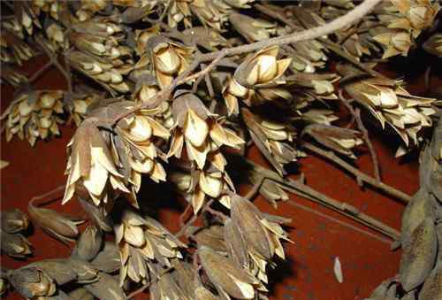 香椿子的功效与作用 香椿种子的药用价值  香椿种子的作用和功效
