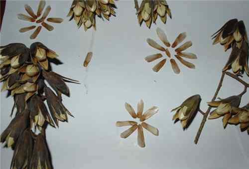 香椿子的功效与作用 香椿种子的药用价值  香椿种子的作用和功效