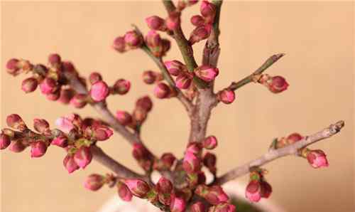 宫粉梅 红梅树盆景的养殖方法 红梅盆景如何制作