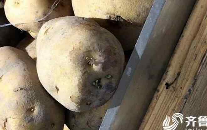 龙葵素 发芽土豆现身济南大润发银座 龙葵素激增严重可致死
