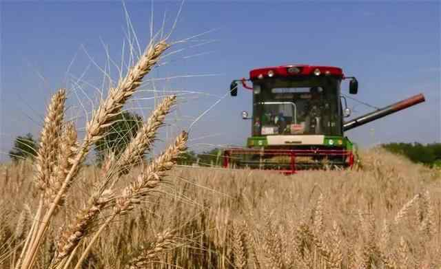 今年小麦价格 今年的国内小麦价格还会继续上涨吗？后期还能涨到多少钱一斤？
