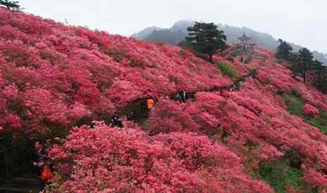 麻城杜鹃花节 2019麻城龟峰山杜鹃花节时间+门票+优惠政策