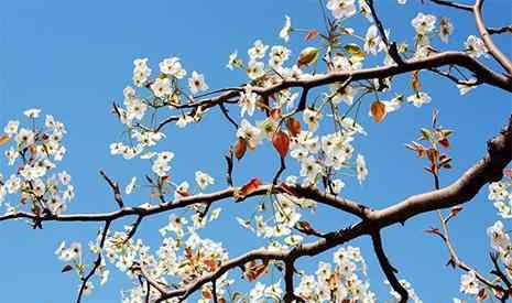 魏县梨花节 2019河北魏县梨花节 地点+路线+游玩攻略