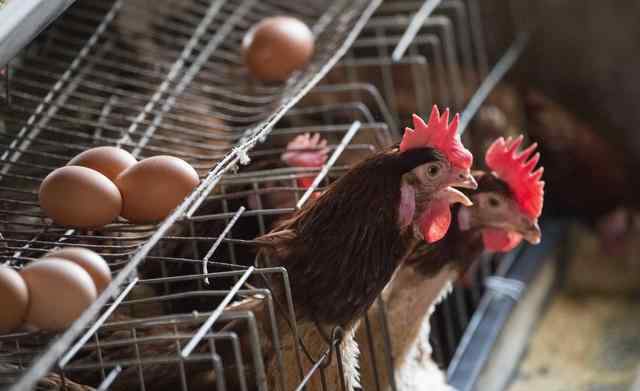蛋鸡价格 今日淘汰鸡价格：2019.10.26蛋鸡淘汰鸡价格行情走势