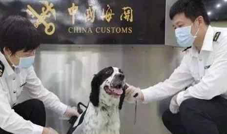 宠物入境 2019中国宠物入境新规整理