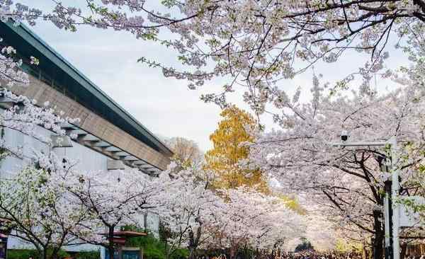 鸡鸣寺樱花开放时间 2020鸡鸣寺樱花开放时间是几月份