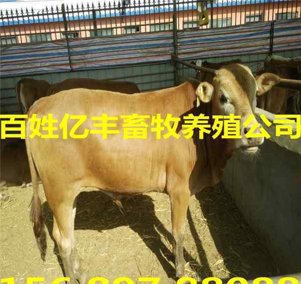 肉牛崽价格 今日400斤牛犊价格表最新报价AX