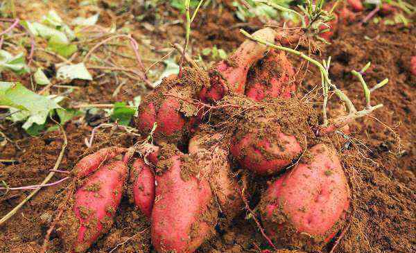 红薯粉丝怎么做好吃 农村好吃的红薯淀粉怎么做？很简单，一学就会，你也能做