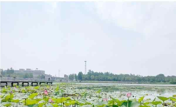 河北衡水湖 2020河北衡水湖旅游攻略 门票交通景点介绍