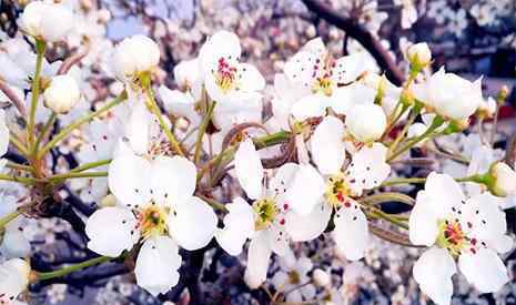 魏县梨花节 2019河北魏县梨花节 地点+路线+游玩攻略