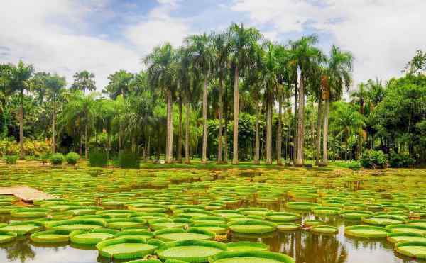 南亚热带植物园 2020湛江南亚热带植物园门票天气地址及游玩攻略
