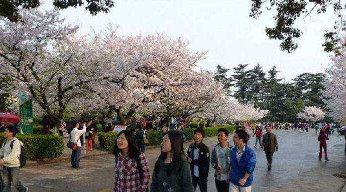 武汉的樱花什么时候开 武汉樱花什么时候开，每年3月中旬！