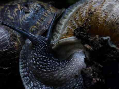 雌雄同体 惊奇，雌雄同体的蜗牛原来是这样繁殖的