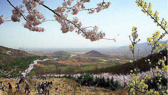 武汉樱花节是什么时候 武汉樱花什么时候开，每年3月中旬！