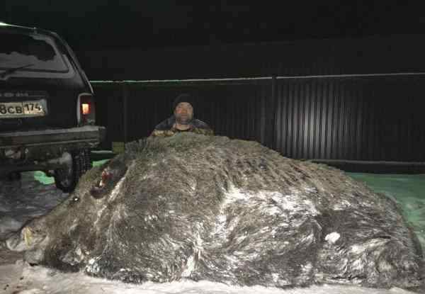 觅食区 惊讶！世界上最大野猪超过1吨位重