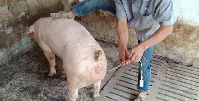 人工配种 看看如何给母猪人工配种，两分钟就可以搞定了