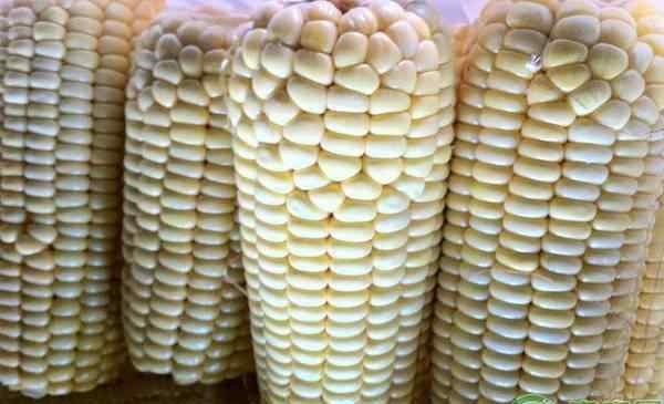 现在玉米多少钱一斤 今日玉米价格多少钱一斤？2019年最新玉米产区价格行情