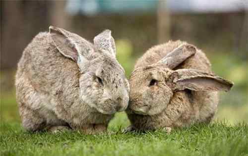 巨型花明兔 巨型花明兔怎么养 是一种胆小的动物