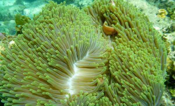 徐闻珊瑚礁 2020徐闻珊瑚礁自然保护区地址及游玩攻略