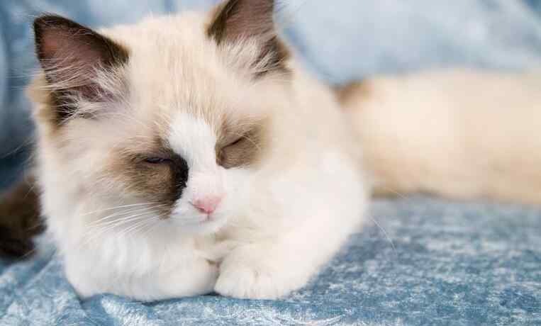 布偶猫多少钱一只幼崽 布偶猫价格 布偶猫价格为什么那么贵