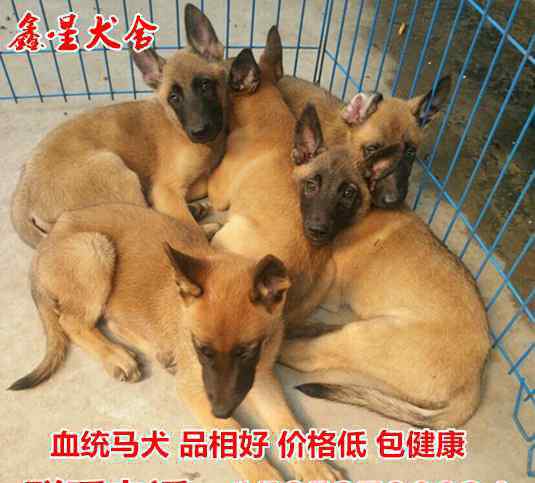 金毛犬舍 金毛犬犬舍