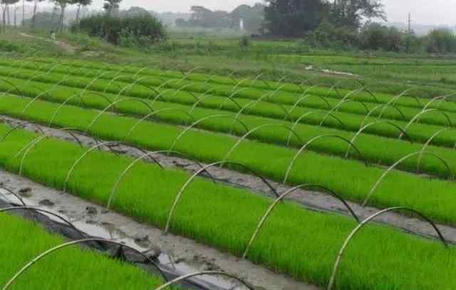 水稻种子 开始种水稻了，散播水稻和插秧水稻哪个好？两者有区别吗