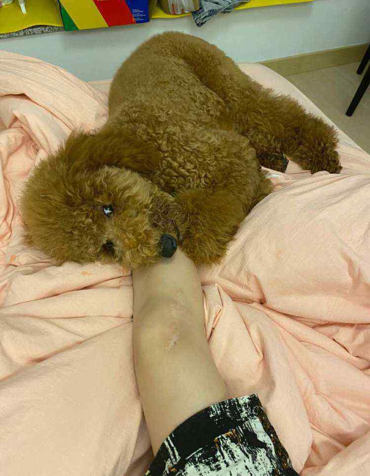 李雨桐照片 李雨桐超有爱，称收留了一只流浪犬，却意外曝光自己的腿上伤疤