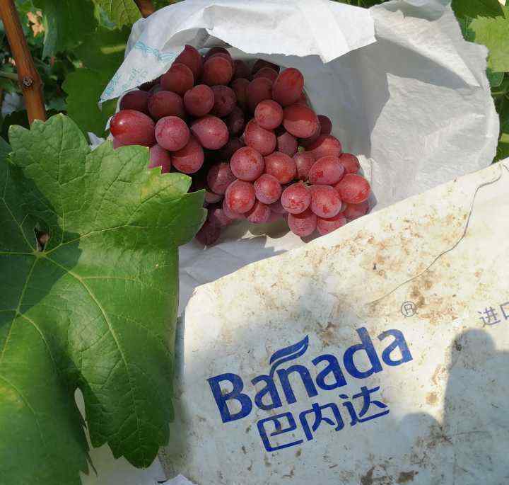 宾川葡萄 云南大理州高原特色农业——宾川葡萄产业