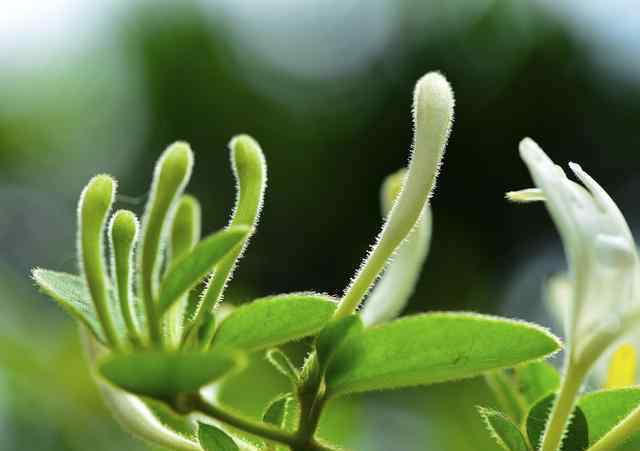 金银花什么时候开花 金银花的7个花期您知道吗，如何确定最佳的采摘时期？