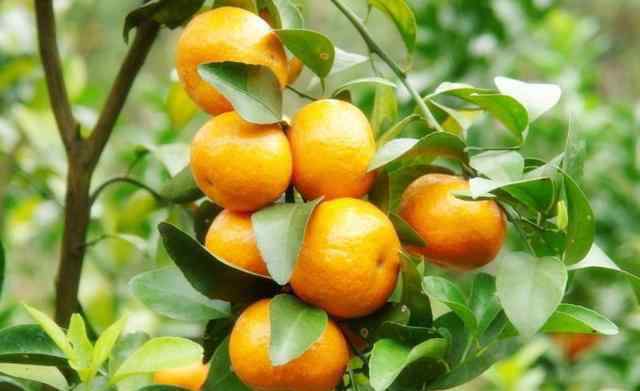 桔子树怎么养 橘子树怎么养，桔子树病虫防治和桔子树种植养殖注意事项