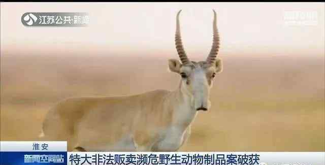 高鼻羚羊 中国还有野外赛加羚羊？价值4000多万的羚羊角来自哪？
