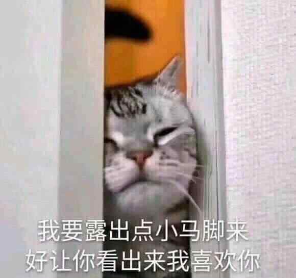 猫表情 可爱猫咪表情包第二弹：小老弟，你怎么肥四？