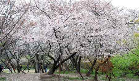 樱花的花期 樱花什么时候开花？ 樱花的花期有多少天？