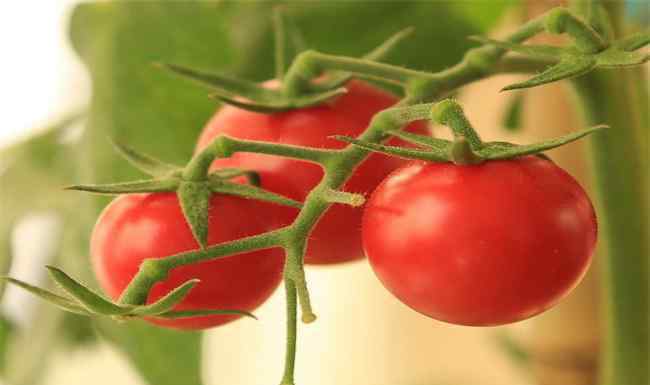 不定根 西红柿不定根的原因及防治