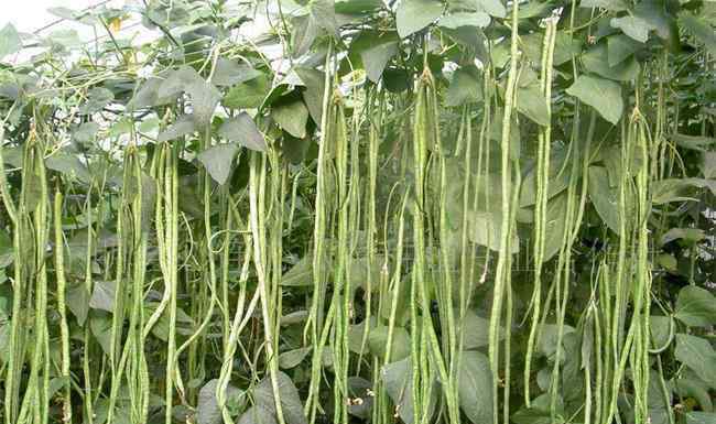 豆角虫害防治 豆角常见病虫害及防治