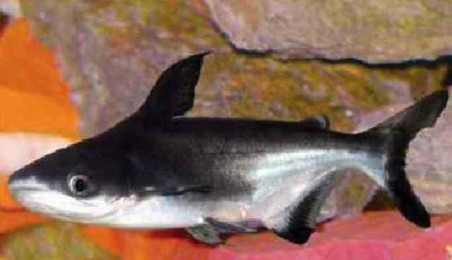 鲨鱼的种类 可以在鱼缸里养殖的“小鲨鱼”都有哪些？