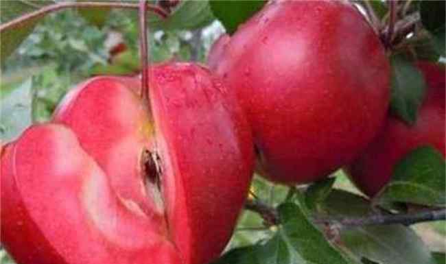 现在苹果多少钱 红肉苹果多少钱一斤