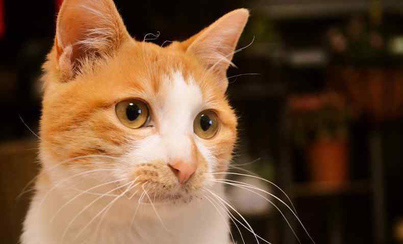 宠物店橘猫多少钱一只 橘猫是什么品种 宠物店橘猫多少钱一只