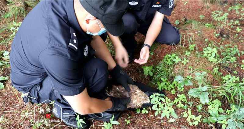 鵟 路边蹲着一只鵟！警察蜀黍小心围捕带回，因为…