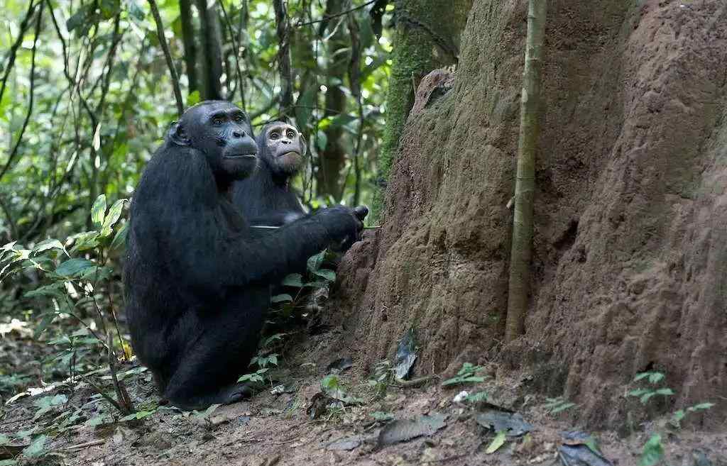 母性猩猩的生殖器 事实上，黑猩猩比我们曾想象过的要更接近于人类